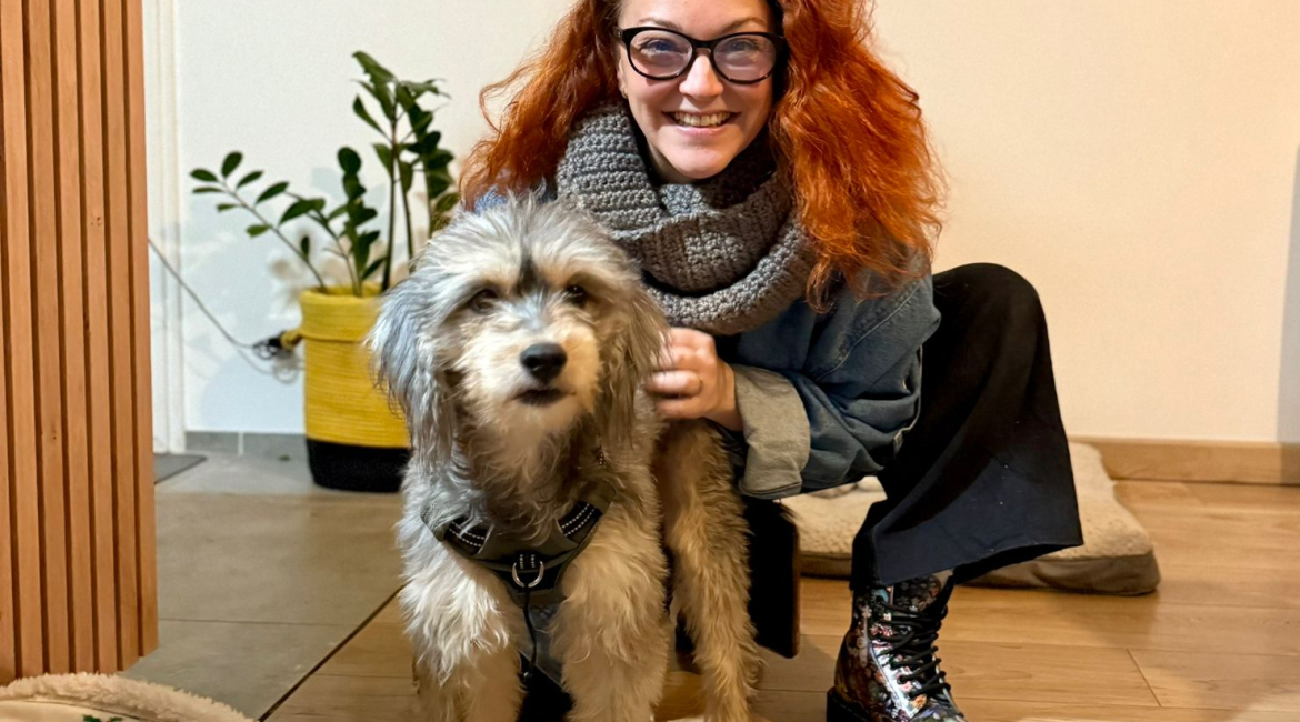 Chiens à adopter